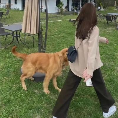 九里香
